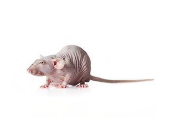 Hairless rat, side view isolated on white background. 
