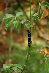 Caterpillar in a plant