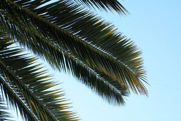 Palm leaves on the sky background.