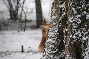 Eurasian red squirrel hanging on a tree in winter park