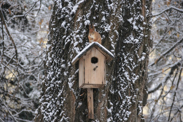 Eurasian red squirrel hanging on a tree in winter park