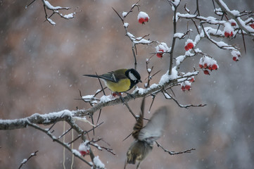 Tit sitting on a branch of viburnum covered with snow