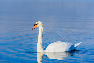 Schwan im See