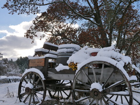 old carriage covered in snow