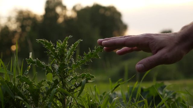 Man hand touch spiny grass