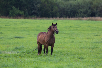 Brown horse walks in the field. Horse feed.