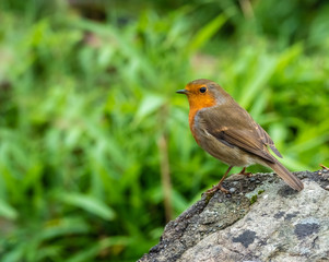 Fototapeta premium Robin (Erithacus rubecula) close-up, Dinis cottage, Meeting of the Waters, Killarney National Park, County Kerry, Ireland.