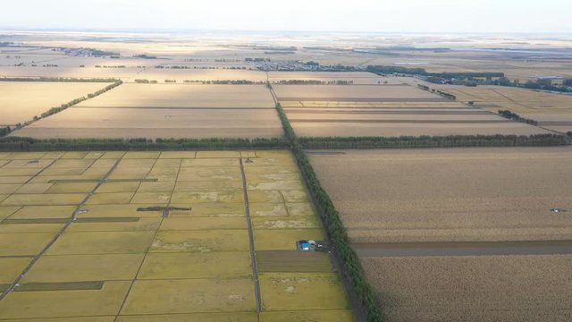 Fly over beautiful cereal cultivated farm land with sunshine on it, Qiqihar, Heilongjiang, China, Asia.