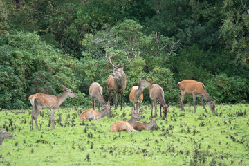 Naklejka na ściany i meble Red deer sighting during the annual fall rut, including stag battles and the ever present ghost like sounds of the rut around the Lakes of Killarney, Killarney National Park, County Kerry, Ireland.