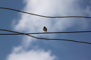 bird on black wire