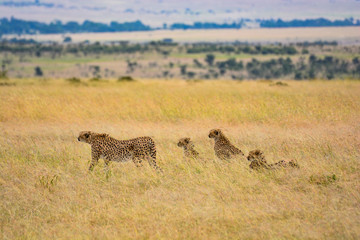 Cheetah family hunting Kenya