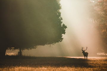 Red deer looking left under a giant oak in the autumn with orange light rays shining behind it