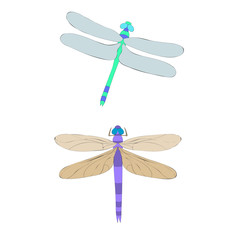 vector, isolated, bright dragonfly, cartoon, set