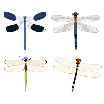  isolated, dragonfly, insect, set