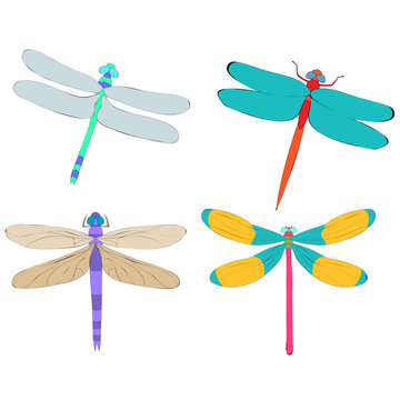 dragonfly, insect, bright