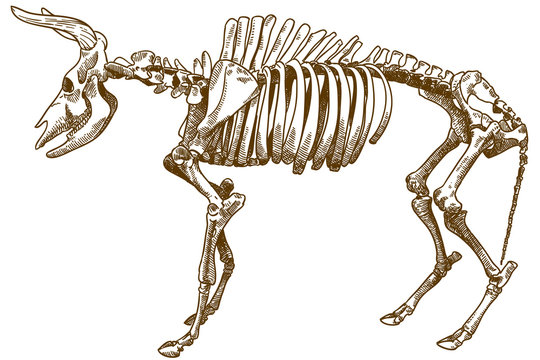 engraving illustration of aurochs