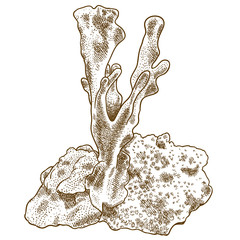 engraving illustration of blue coral