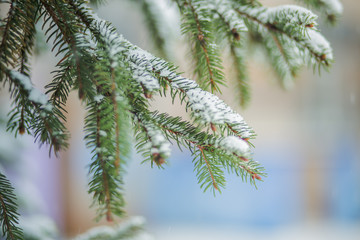 Beautiful Winter Background. Scenic Wintertime Wallpaper. Snow-covered fir tree branches close up outdoors with selective focus.
