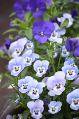 Pansies