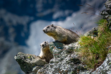 Naklejka na ściany i meble Marmots lying in the sun, National Park Hohe Tauern, Austria