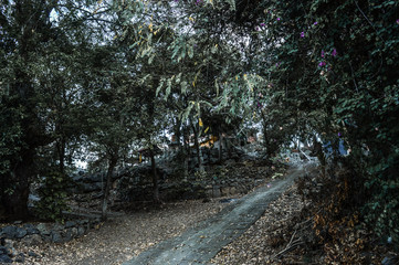 road in the dark forest