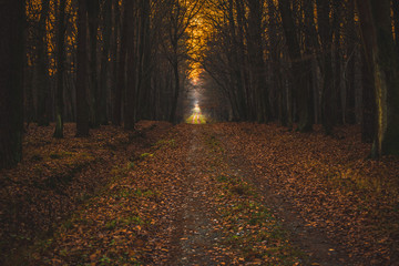 Autumn forest - Niepolomice Forest