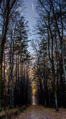 Autumn forest - Niepolomice Forest