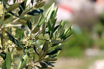 Olive tree branches in a field. Selective focus, beautiful nature bokeh, copy space.