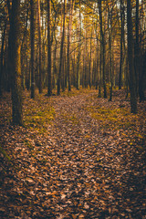 Autumn forest - Niepolomice Forest