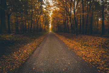 Autumn forest - Niepolomice Forest