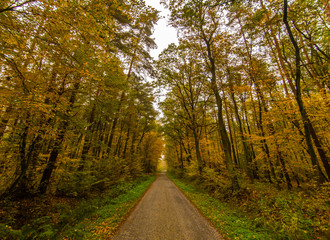 Fototapeta premium Autumn forest - Niepolomice Forest