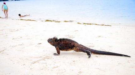 Outdoor view of marine iguana on Tortuga bay beach at Galapagos island
