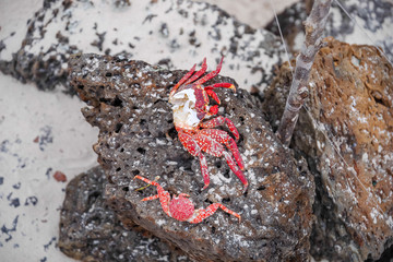 Close up of sally Lightfoot crab Grapsus grapsus on black volcanic rock