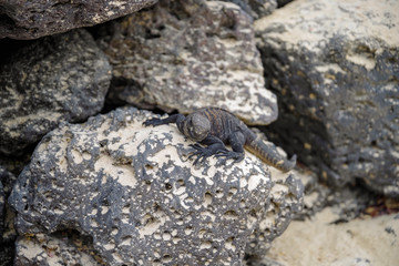 Outdoor view of marine iguana resting on the rocks at Galapagos islands