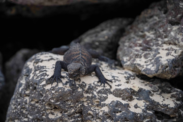 Outdoor view of marine iguana resting on the rocks at Galapagos islands