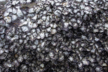 Oyster shells rock on sea shore, Shell scrap surface on stone