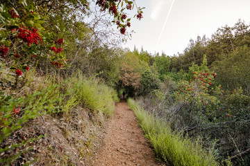 Evening view of hiking trail in Villa Montalvo County Park, Saratoga, South San Francisco bay area, California