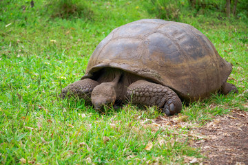 A giant Galapagos turtle, Galapagos islands, South America