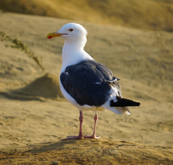 A Seagull on the Sand