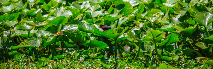 Florida Everglade Bird on Green