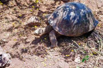 Above view of Galapagos Giant Tortoise Chelonoidis nigra in Galapagos Islands, Ecuador