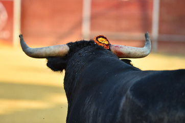 black bull in spain