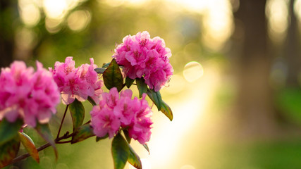 Fototapeta na wymiar Pink Flower in Spring
