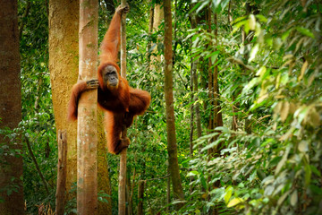 Jumping wild orangutan © Rita