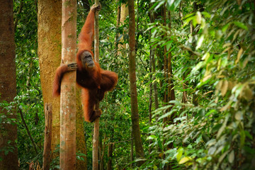 Jumping wild orangutan 2