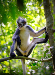 Thomas's Leaf Monkey