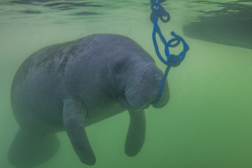 Florida Manatee Eating Algae Off Rope