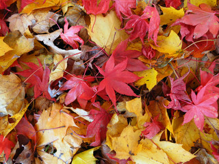 Obraz premium Yellow and Red Autumn Leaves