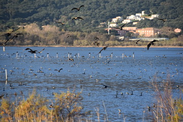 landscape withe the lake and birds
