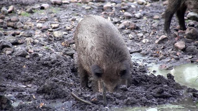 Wildschweine w&uuml;hlen im matschigen Untergrund, full HD 1080p Video Footage 25 fps